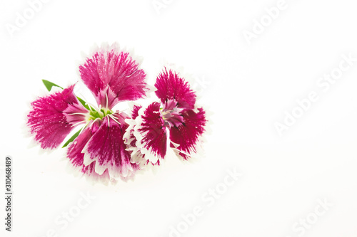 Dianthus chinensis