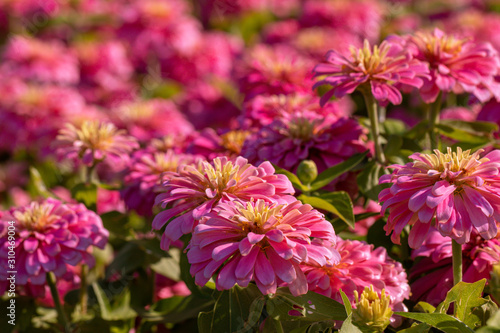 Beautiful pink Common Zinnia flower  Zinnia elegans  in the garden.Selective focus Youth-and-age flower close-up on blurred background.