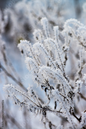Ukrainian winter weather tales frosted branch ice rime macro photography © Serhii