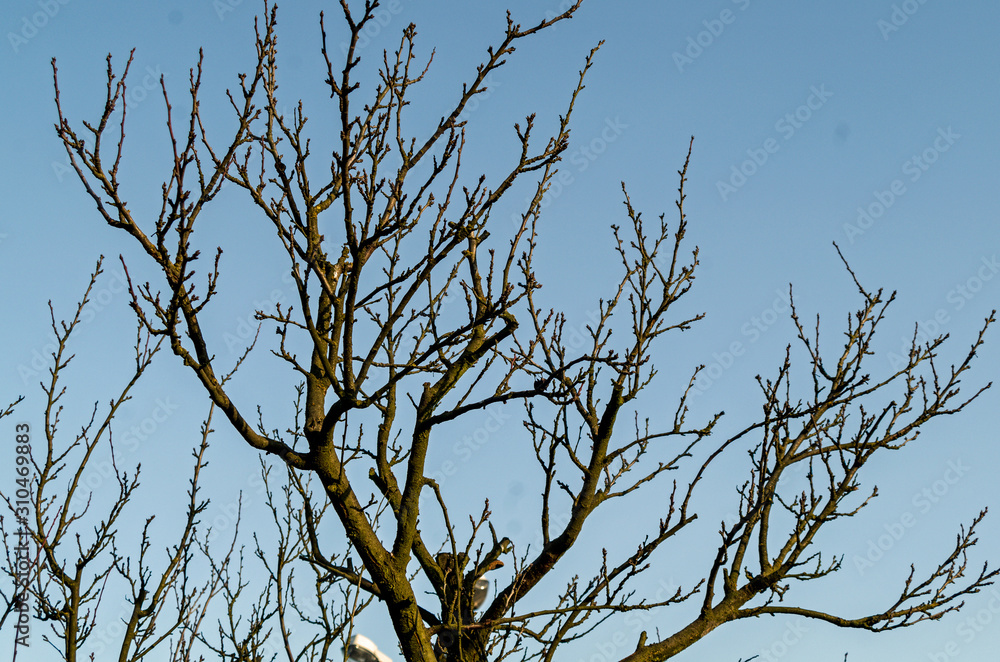 Obraz premium plum tree during the winter without leaves bare branches against the sky in the dim December sun Full frame zoom
