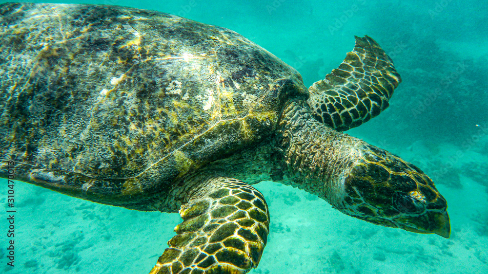 Fototapeta premium old sea ​​turtle under the water, mauritius