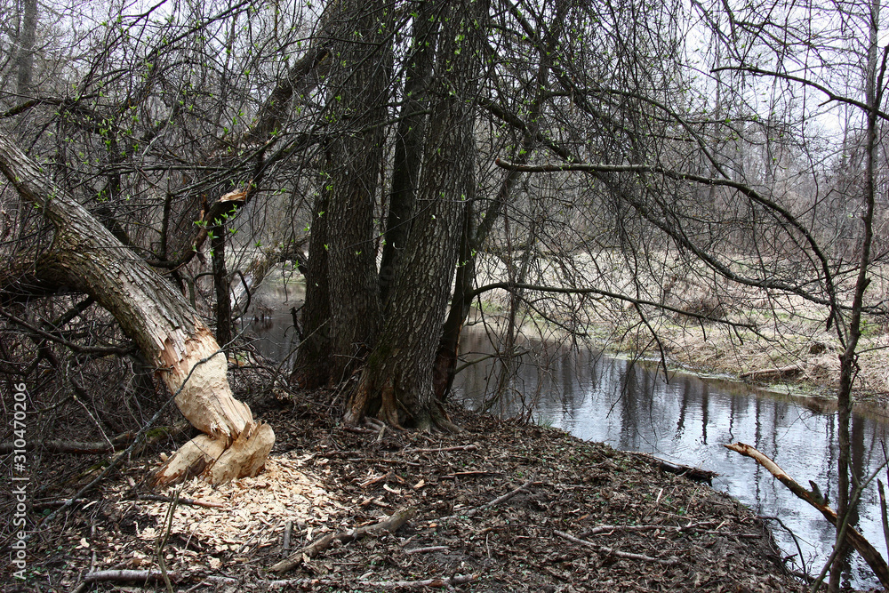 Spring landscape of the wild nature. On the bank of the small river bushes and trees grow, the trunk of one tree lies cut by a beaver. Spring landscape of the wild nature. On the bank of the small river bushes and trees grow, the trunk of one tree lies cut by a beaver.