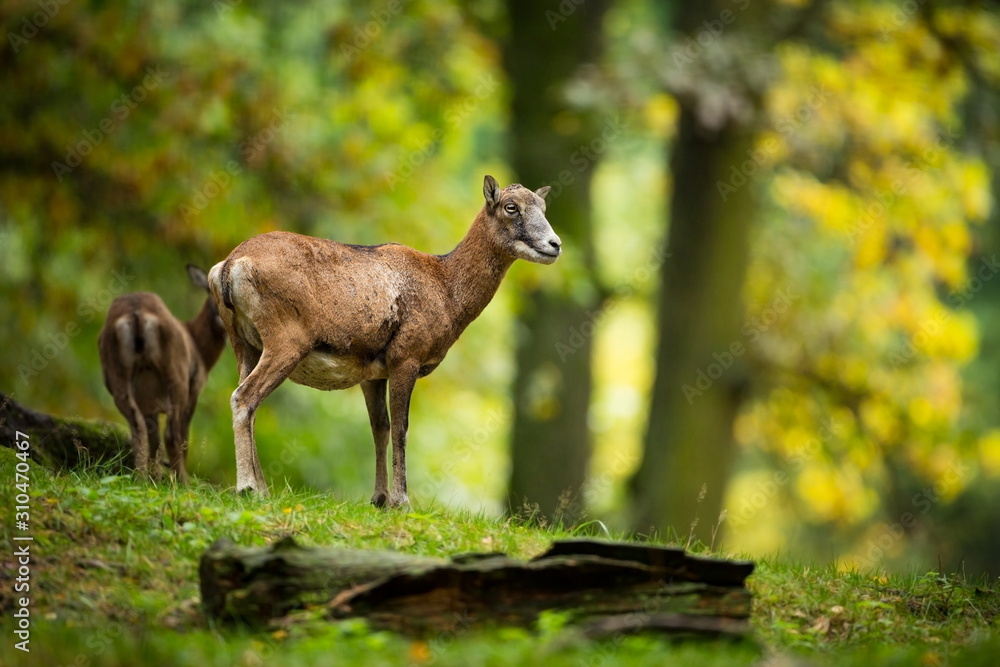 Ovis musimon. Wild nature of the Czech Republic. Beautiful nature photo. Beautiful shot of animal life. Ovis musimon. Wild nature of the Czech Republic. Beautiful nature photo. Beautiful shot of animal life.