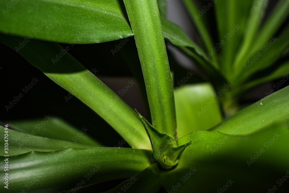 Obraz premium aloe vera plant macro