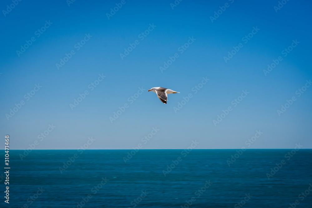 Panning view oa seagull flying against blue ocean and sky in Peninsula Valdes, Patagonia, Argentina Panning view oa seagull flying against blue ocean and sky in Peninsula Valdes, Patagonia, Argentina