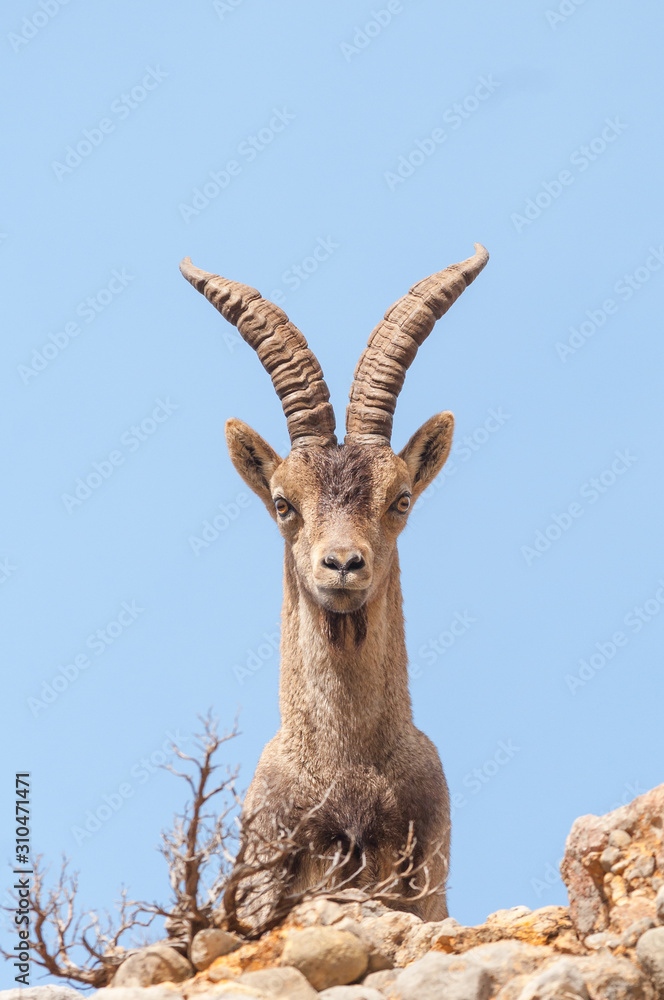 Spanish Ibex capra pyrenaica in nature, natural park els ports