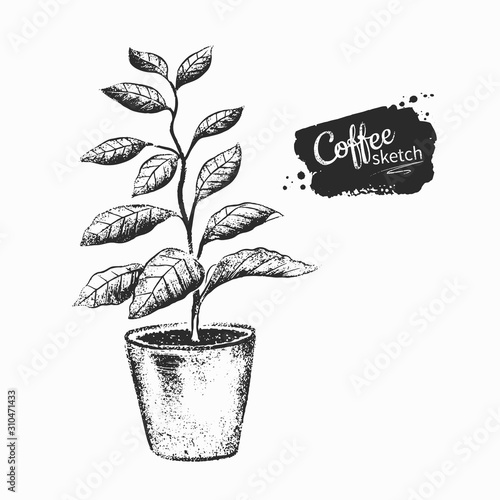 Black and white illustration of coffee tree sprout