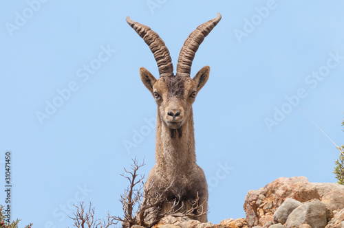 Spanish Ibex capra pyrenaica in nature, natural park els ports