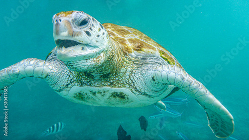 close-up of a sea       turtle with open mouth under the water  mauritius