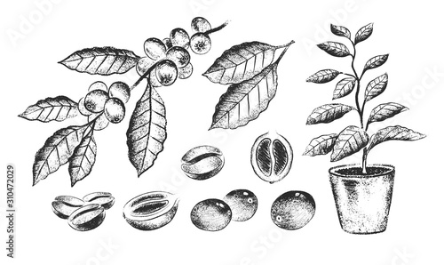 Illustration set of coffee beans and plants