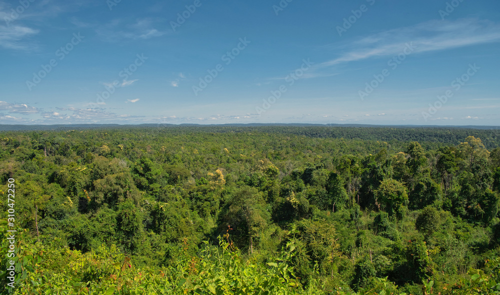 Dense forest with lush foliage in Koh Kong Province in Cambodia.