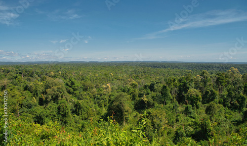 Dense forest with lush foliage in Koh Kong Province in Cambodia. © Alan
