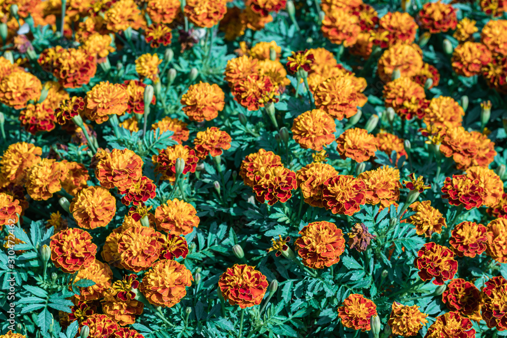 Selective focus beautiful French Marigolds flower in field.Colorful orange flower in the garden. Selective focus beautiful French Marigolds flower in field.Colorful orange flower in the garden.