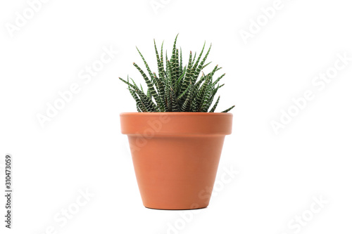 Green plant in pot isolated on white background