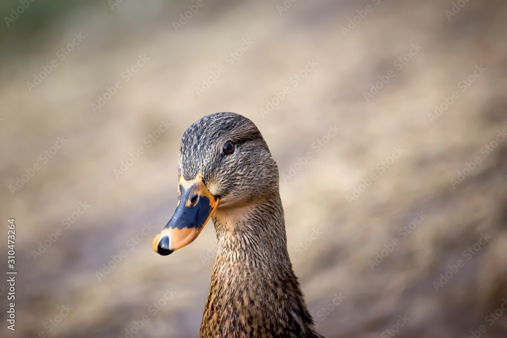 Birds and animals in wildlife. Amazing mallard duck swims in lake or river with blue water under sunlight landscape. Closeup perspective of funny duck.
