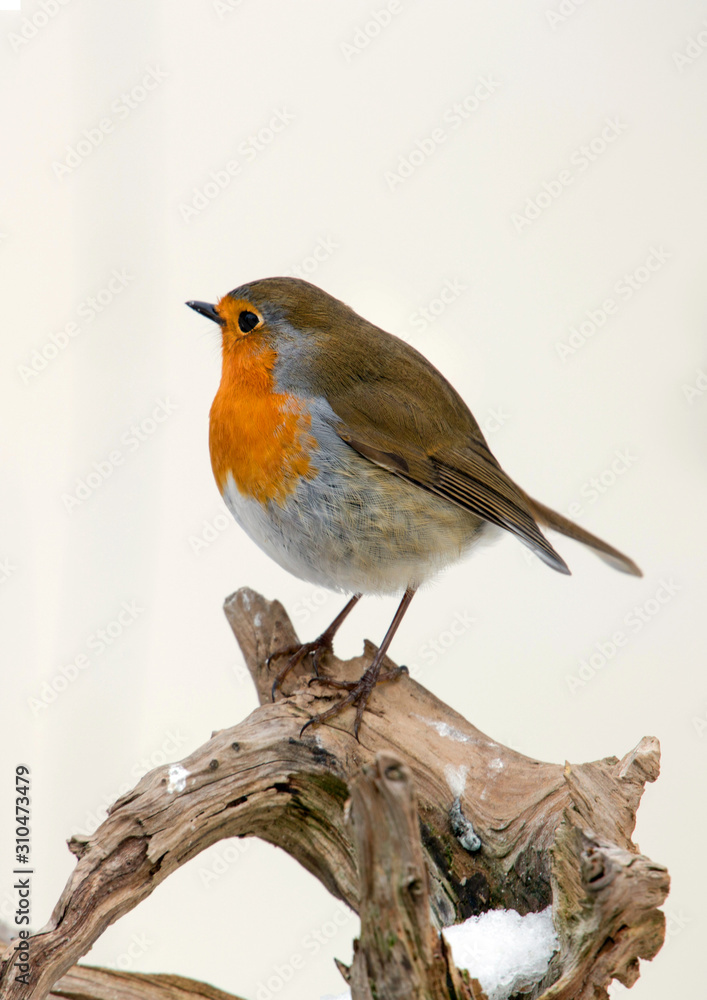 Rotkehlchen (Erithacus rubecula) sitzt auf Ast im Winter Rotkehlchen (Erithacus rubecula) sitzt auf Ast im Winter