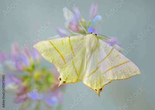 Holunderspanner oder Nachtschwalbenschwanz (Ourapteryx sambucaria) auf Blüte photo