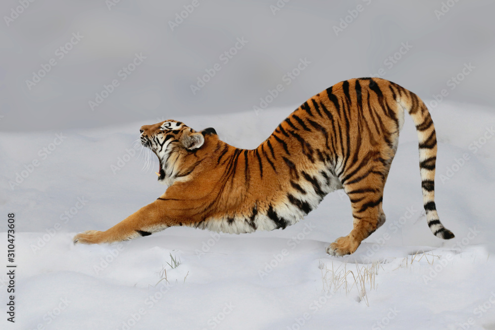 Obraz premium Tygrys syberyjski (Panthera tigris altaica) rozciąga się na śniegu