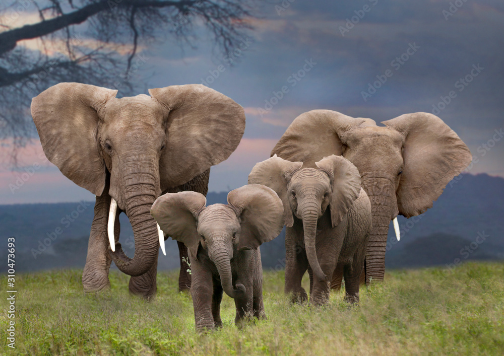 Afrikanische Elefant (Loxodonta africana) Gruppe mit Jungtieren, Amboseli Nationalpark, Kenia, Ostafrika