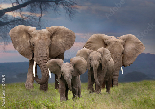 Afrikanische Elefant (Loxodonta africana) Gruppe mit Jungtieren, Amboseli Nationalpark, Kenia, Ostafrika photo
