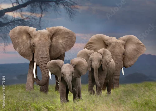 Obraz Afrikanische Elefant (Loxodonta africana) Gruppe mit Jungtieren, Amboseli Nationalpark, Kenia, Ostafrika