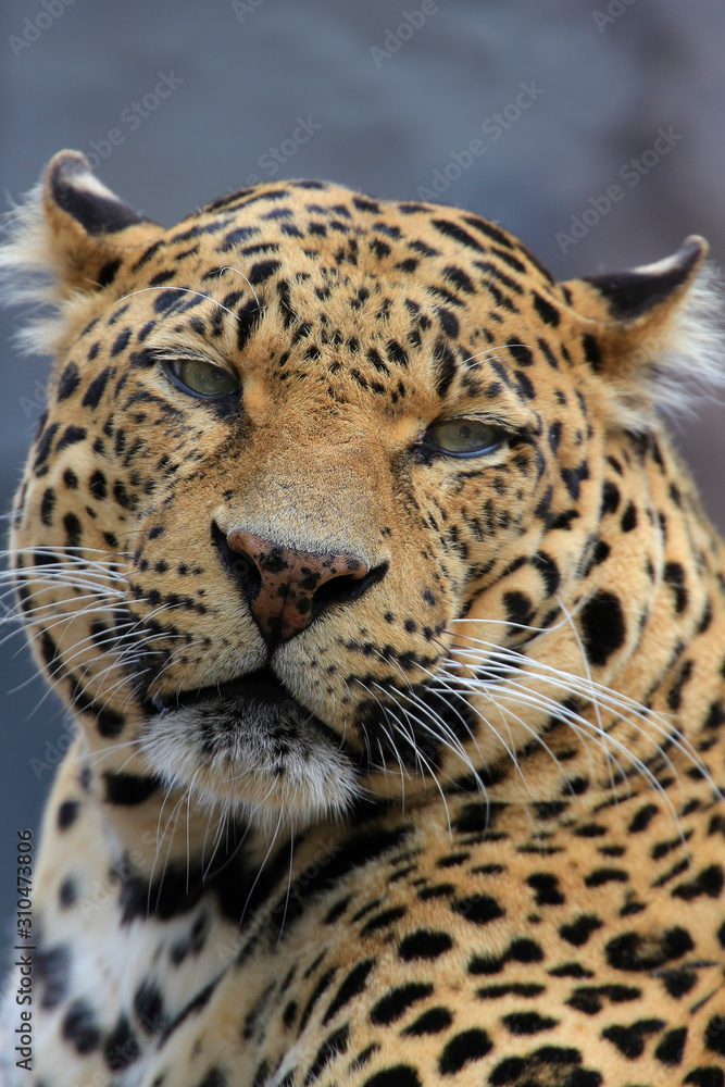 Leopard (Panthera pardus) Portrait von vorne Leopard (Panthera pardus) Portrait von vorne