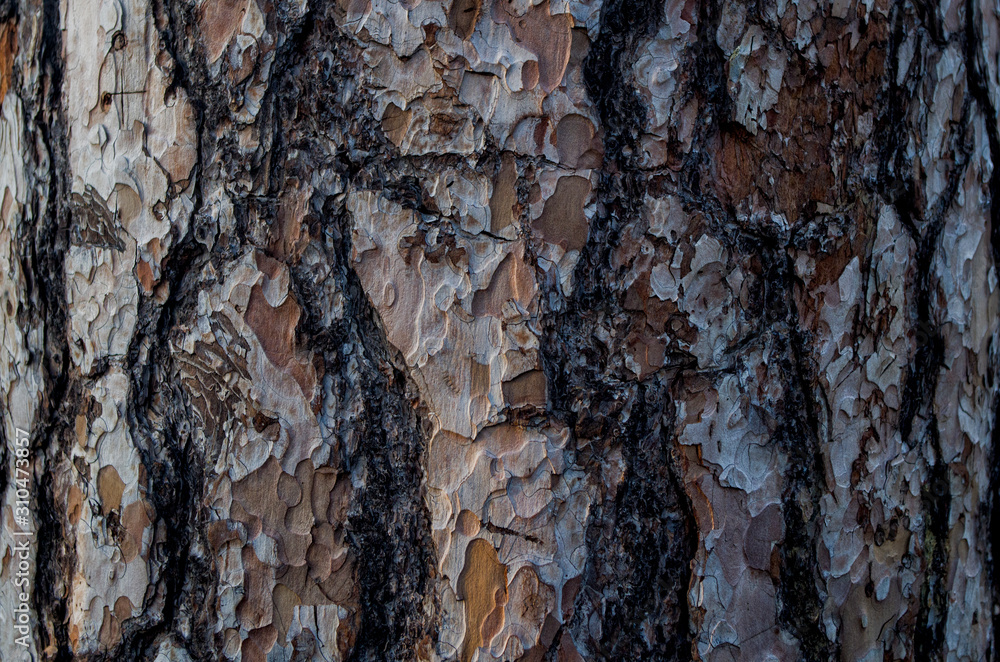 Fototapeta premium The natural texture of the bark of the tree is gray and brown