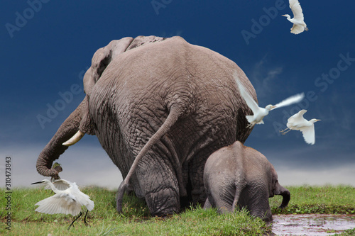 Afrikanische Elefant (Loxodonta africana) Kuh mit Kalb von hinten, Ostafrika photo