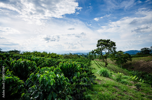 Paisaje Cultural Cafetero  agricultura y campo colombiano  siembra de caf   y productos agricolas en Chinchin   Caldas Colombia