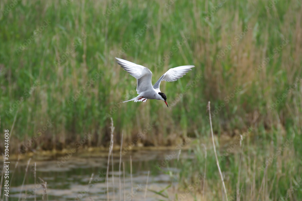 Adult common tern (sterna hirundo) in the flight, hunting over the lake overgrown with reeds Adult common tern (sterna hirundo) in the flight, hunting over the lake overgrown with reeds