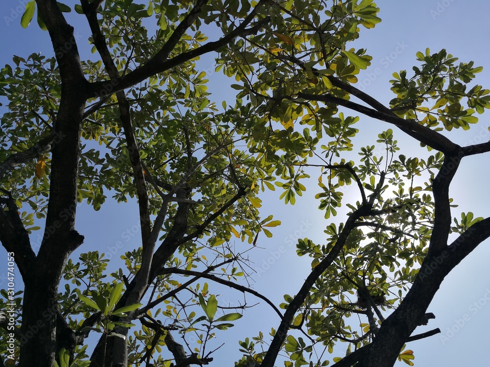Fototapeta premium tree in spring