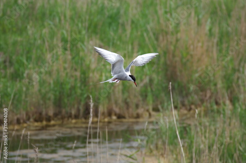 Adult common tern (sterna hirundo) in the flight, hunting over the lake overgrown with reeds