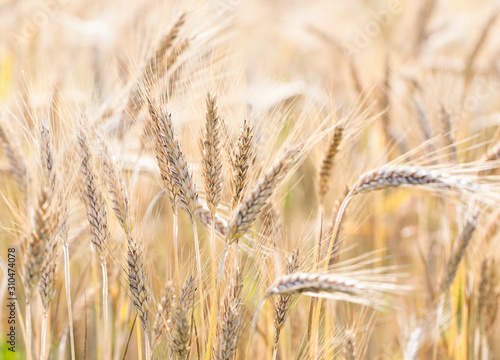 Closeup of wheat growing on an organic farm. Golden grain macro on sunny day. Seasonal harvesting. photo