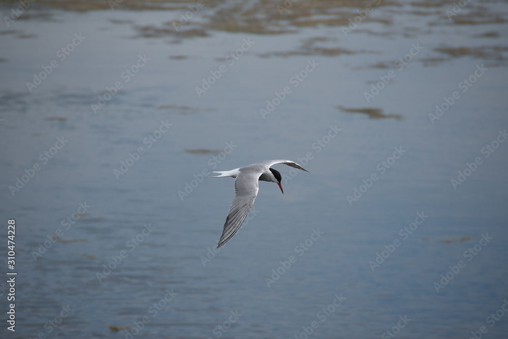 Adult common tern (sterna hirundo) in the flight, hunting over the water Adult common tern (sterna hirundo) in the flight, hunting over the water
