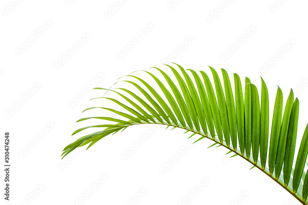 Fototapeta premium leaves of coconut isolated on white background