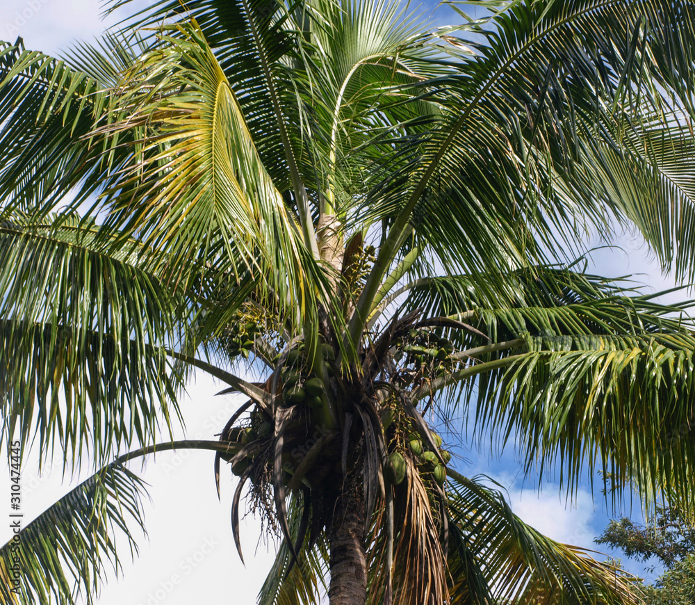 Fototapeta premium Coconut palm tree looking from the ground up