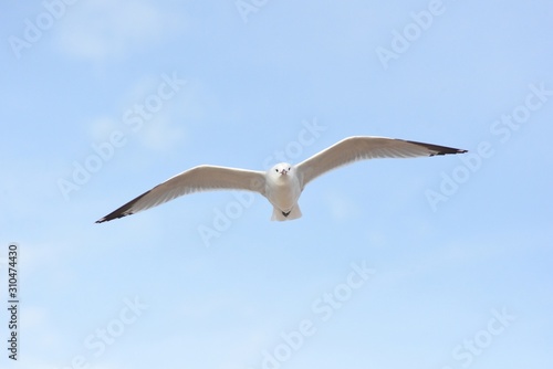 Seagull flying towards me.
