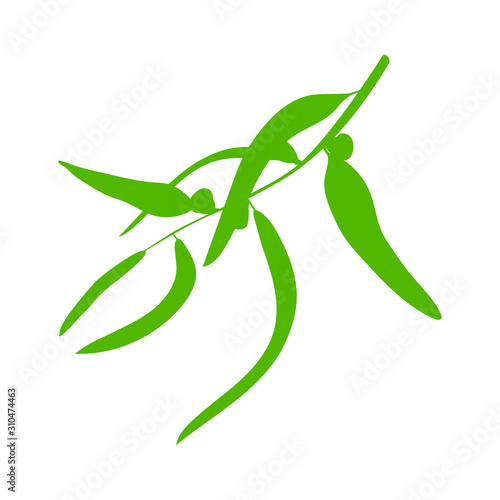 Eucalyptus tree. Vector illustration. Fresh eucalyptus on white background.