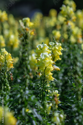 Selective focus yellow Snapdragons flower or Dragon flowers or in a garden.(Antirrhinum)