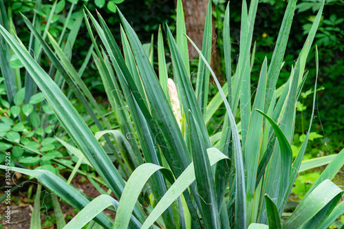 Beautiful long leaves Yucca filamentosa with flower bud in spring garden.   oncept of nature.