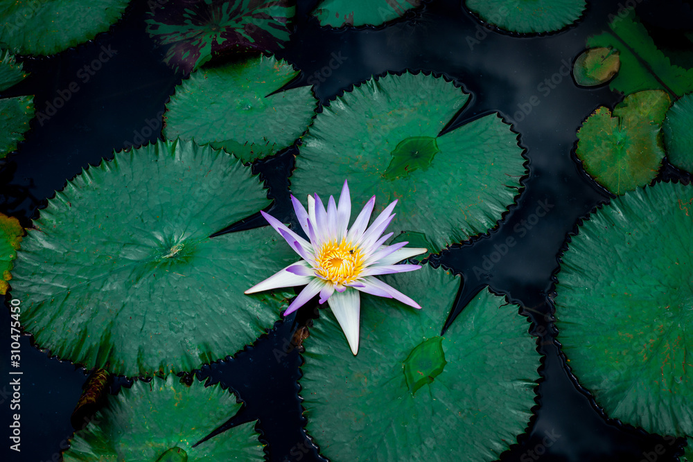 closeup beautiful lotus flower and green leaf in pond, purity nature background, red lotus water lily blooming on water surface and dark blue leaves toned closeup beautiful lotus flower and green leaf in pond, purity nature background, red lotus water lily blooming on water surface and dark blue leaves toned