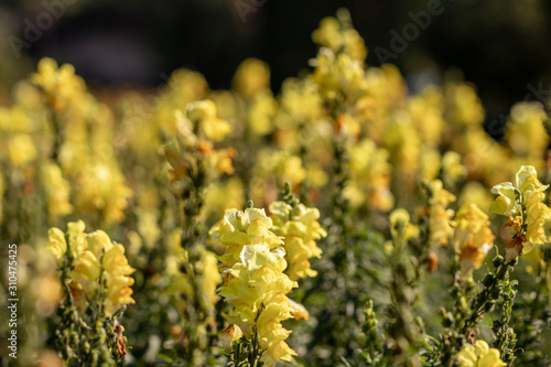 Selective focus yellow Snapdragons flower or Dragon flowers or in a garden.(Antirrhinum)Beautiful blooming