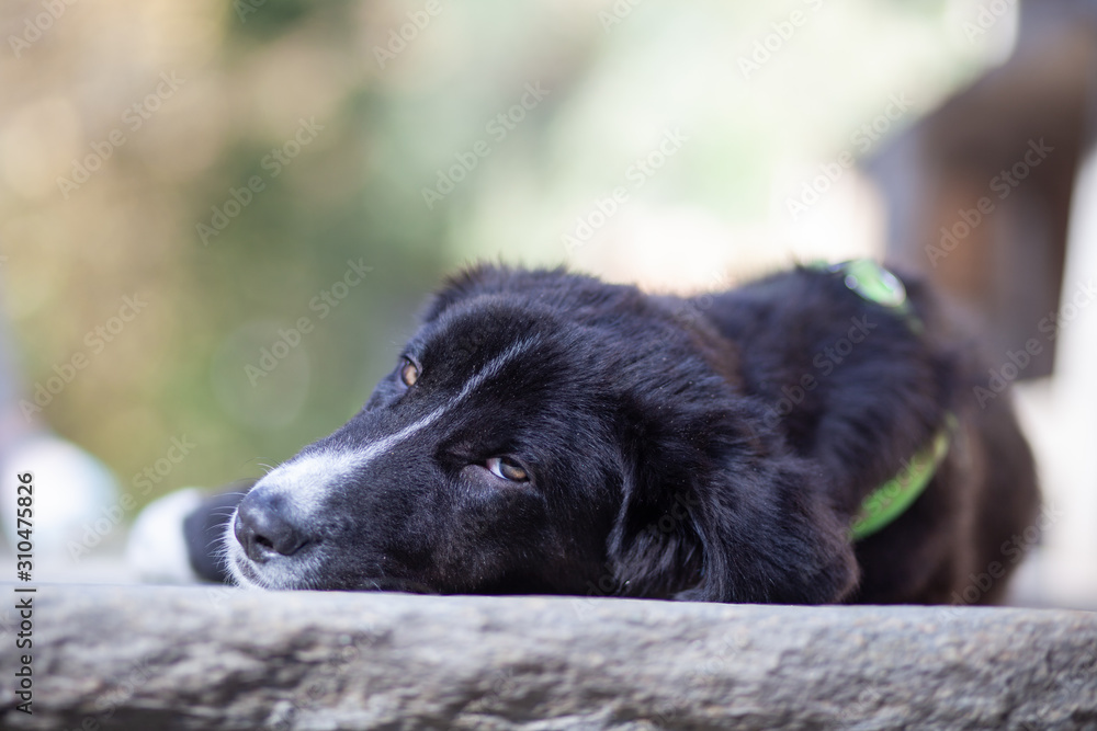Fototapeta premium Portrait of sleepy dog in the yard