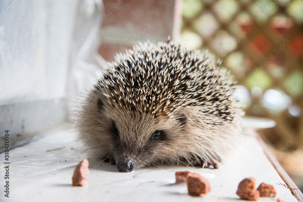 Obraz premium animal herisson