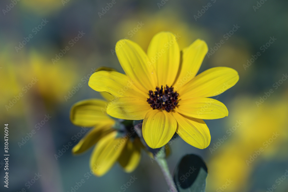 Selective focus close up Farfugium japonicum or japanese silver leaf in a garden.Beautiful blossom yellow flower. Selective focus close up Farfugium japonicum or japanese silver leaf in a garden.Beautiful blossom yellow flower.