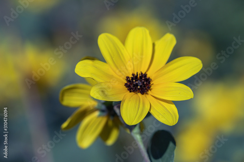 Selective focus close up Farfugium japonicum or japanese silver leaf in a garden.Beautiful blossom yellow flower.
