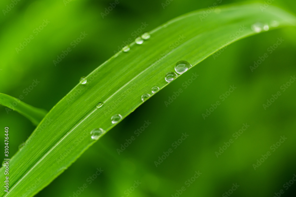 drops along grass drops along grass