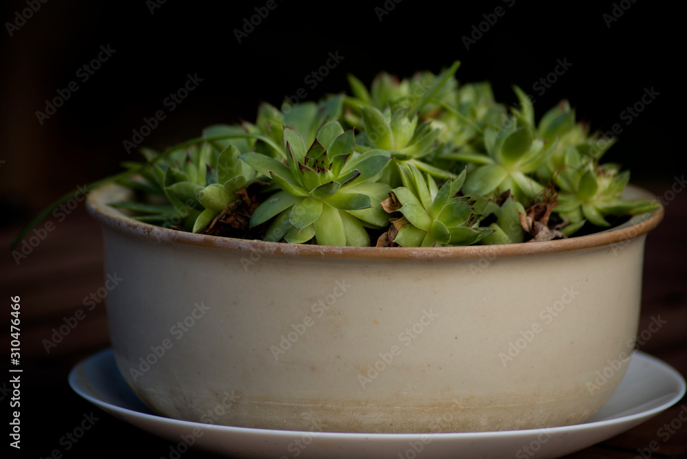 elegant pot with succulent  plant