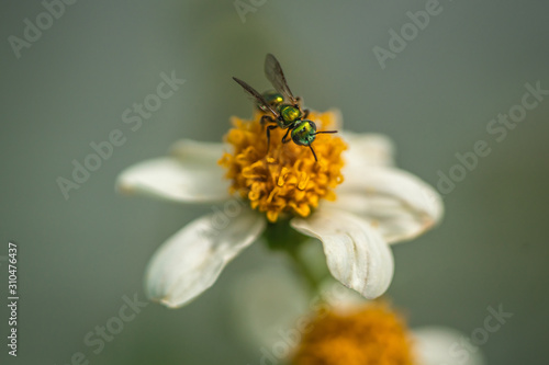 green wasp on flower