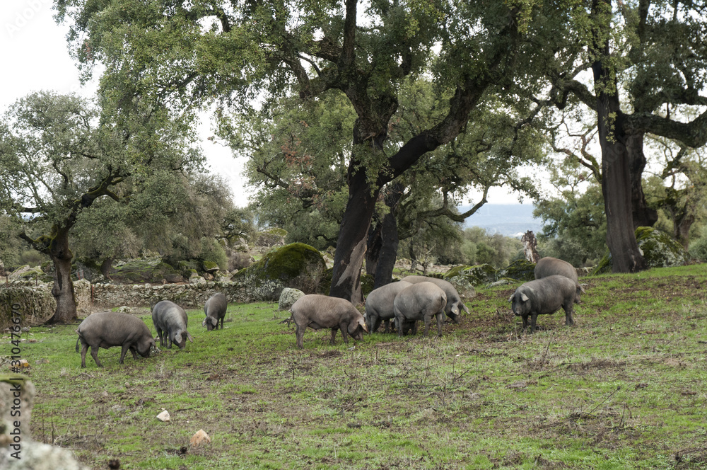 Obraz premium Iberian pigs grazing acorns on holm oaks in autumn and winter black pigs from Extremadura and Andalucia in the pastures eat acorns and grass